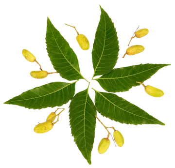 Neem Organic Essential Oil 30 mL