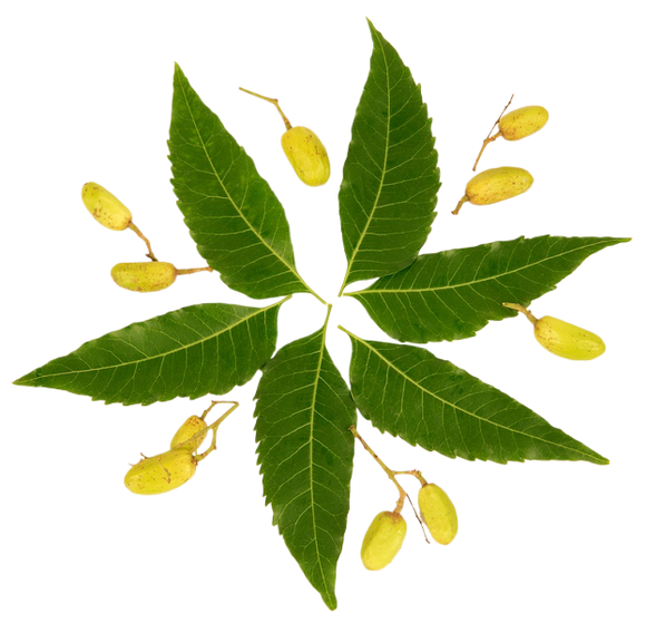 Neem Organic Essential Oil 30 mL