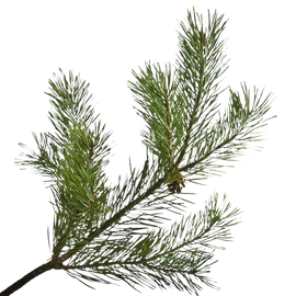 Pine Needle Scots Essentia Oil Organic 15 mL