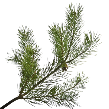 Pine Needle Scots Essentia Oil Organic 15 mL