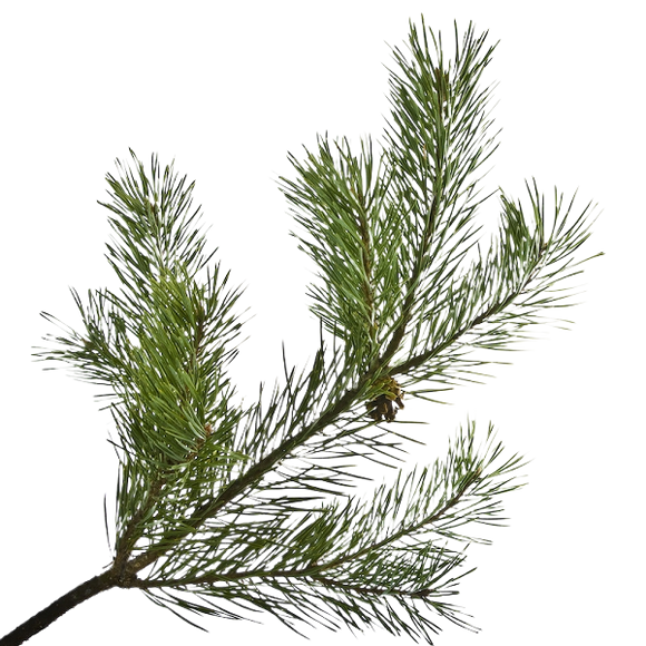 Pine Needle Scots Essentia Oil Organic 15 mL