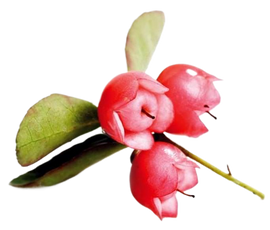 Wintergreen Essential Oil Organic 30mL