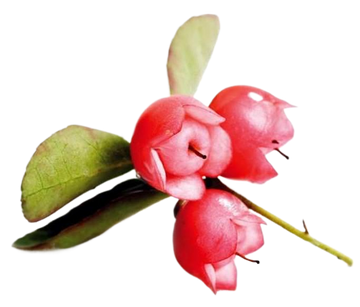 Wintergreen Essential Oil Organic 30mL