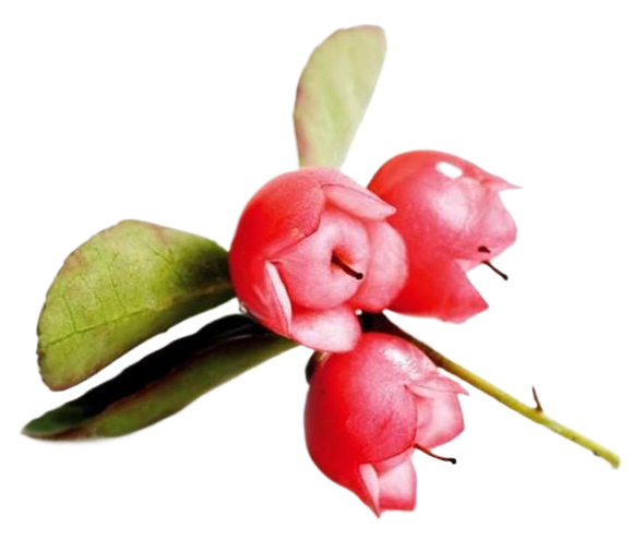 Wintergreen Essential Oil Organic 30mL