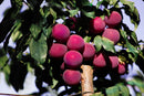 Organic Verry Cherry Plums - PINT-1