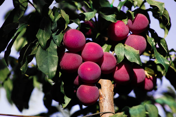 Organic Verry Cherry Plums - PINT