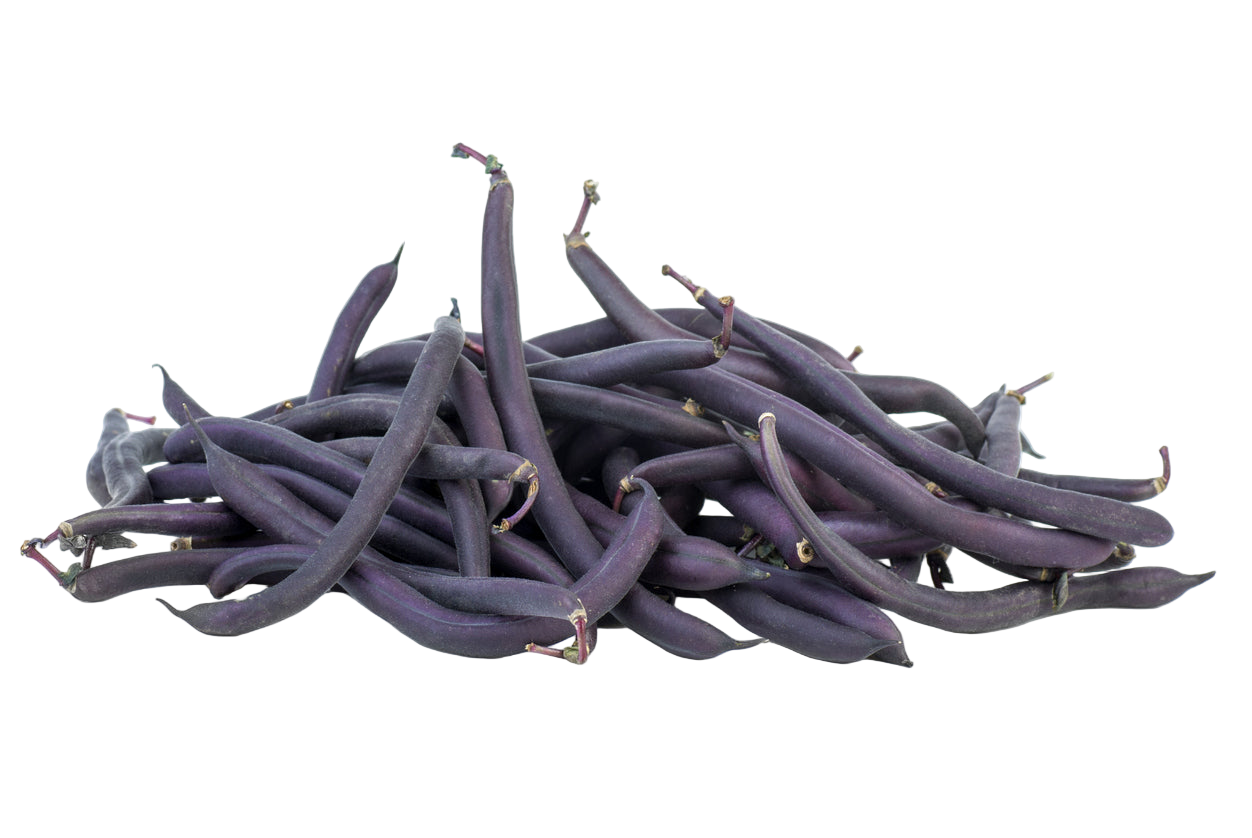 Organic Purple Beans - PINT