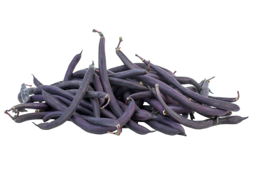 Organic Purple Beans - PINT