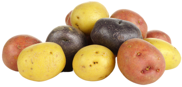 Organic Fingerling Potato Medley - 1.5 LB BAG