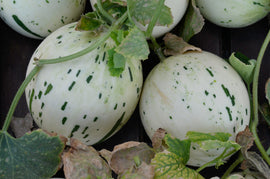 Organic Snow Leopard Melon - EACH