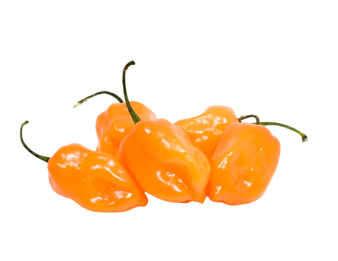 Organic Habanero Chili Peppers - 1/2 LB