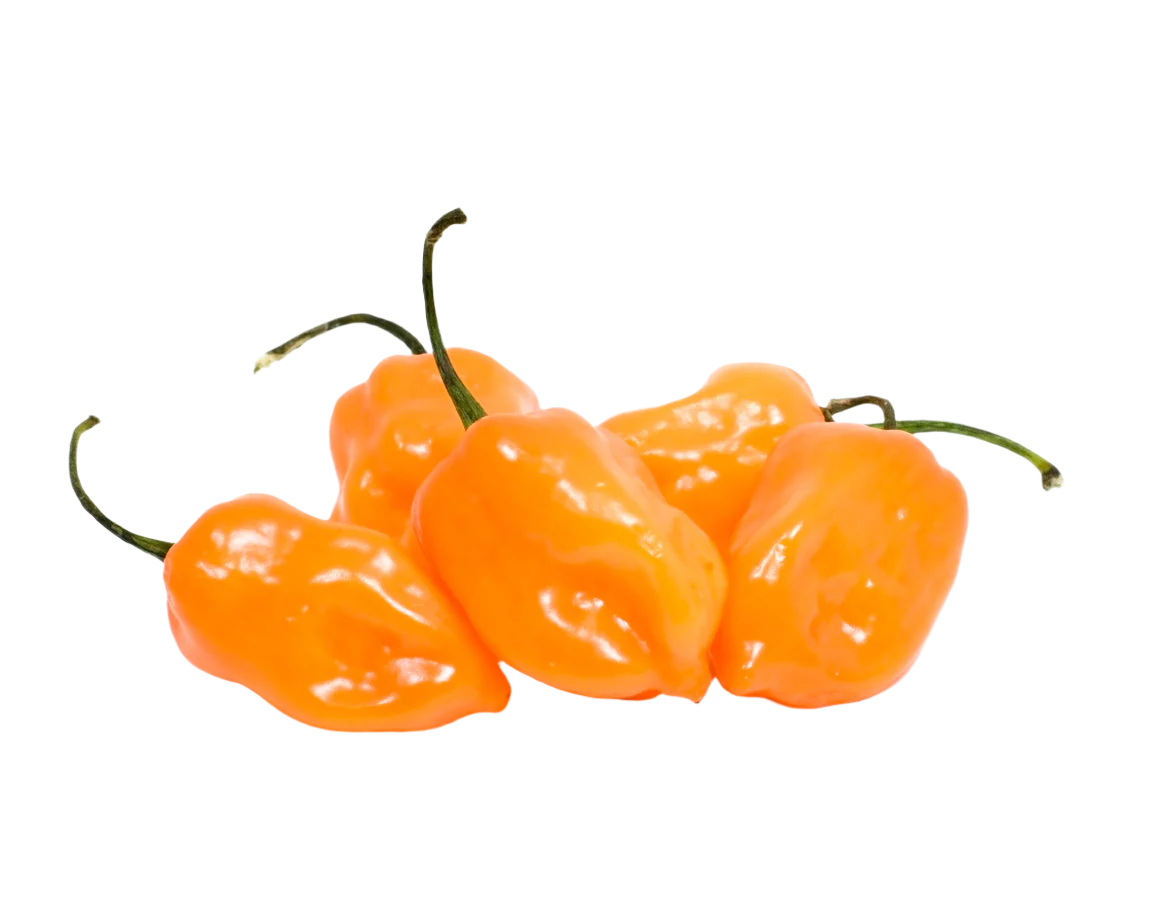 Organic Habanero Chili Peppers - PINT