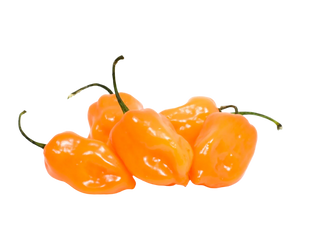 Organic Habanero Chili Peppers - 1/2 PINT