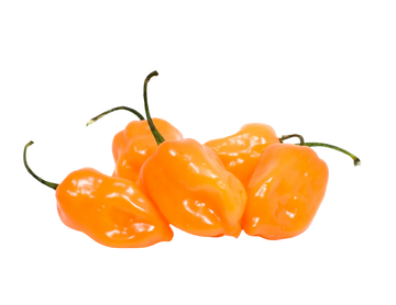 Organic Habanero Chili Peppers - 1/2 PINT