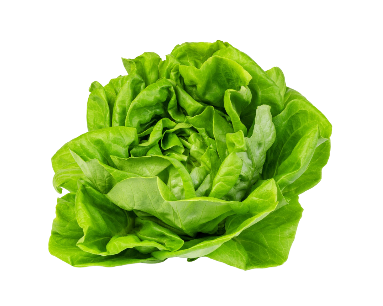Organic Living Butter Leaf Lettuce HEAD Juneau Natural