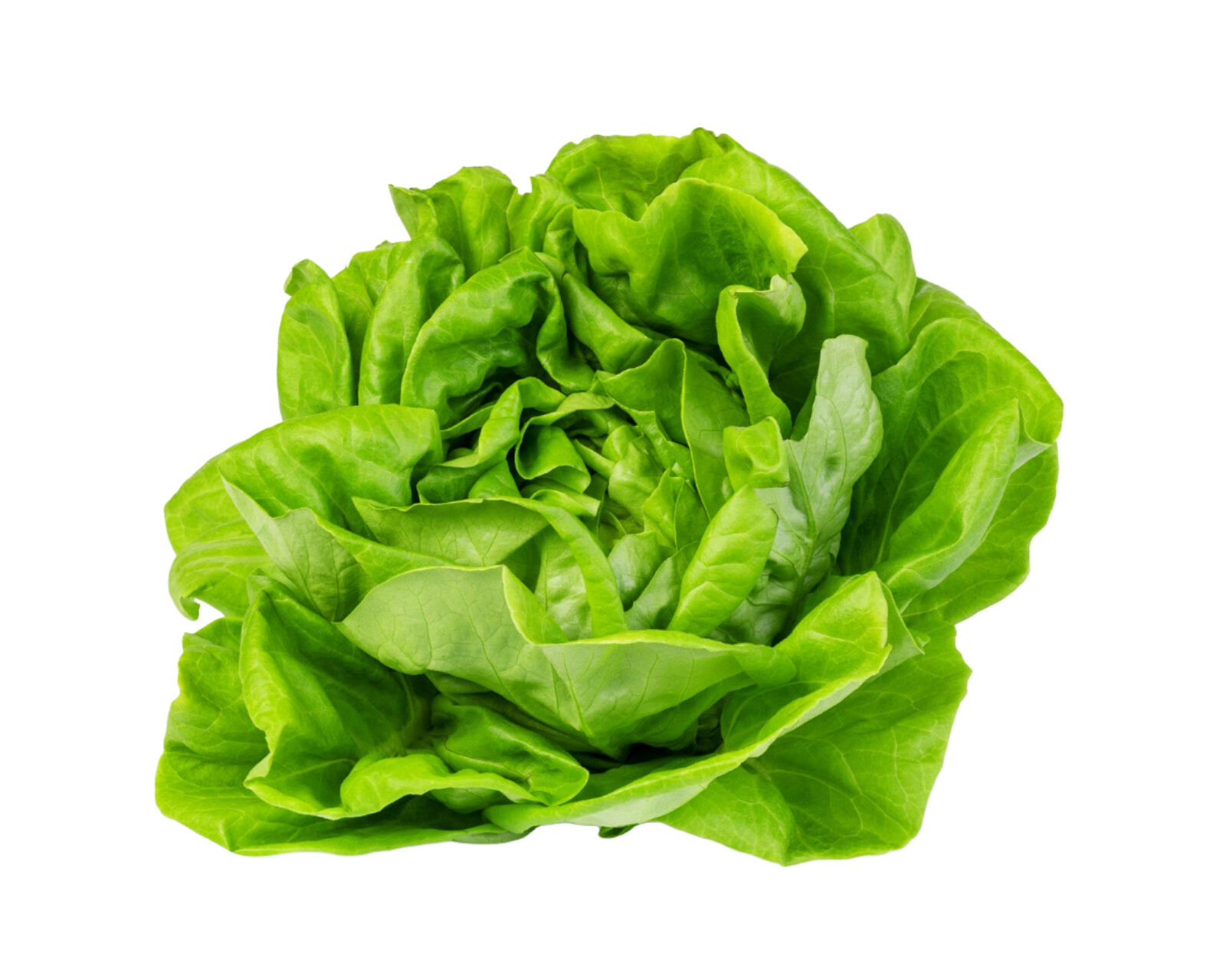 Organic Butter Leaf Lettuce - HEAD