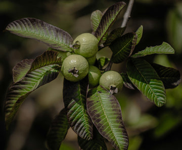 Organic guavas growing on the tree