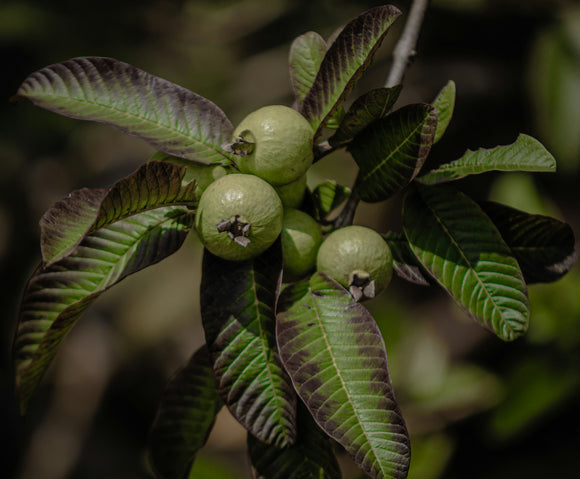 Organic guavas growing on the tree