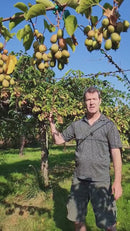 Organic Kiwi Berries - 1/2 PINT-5