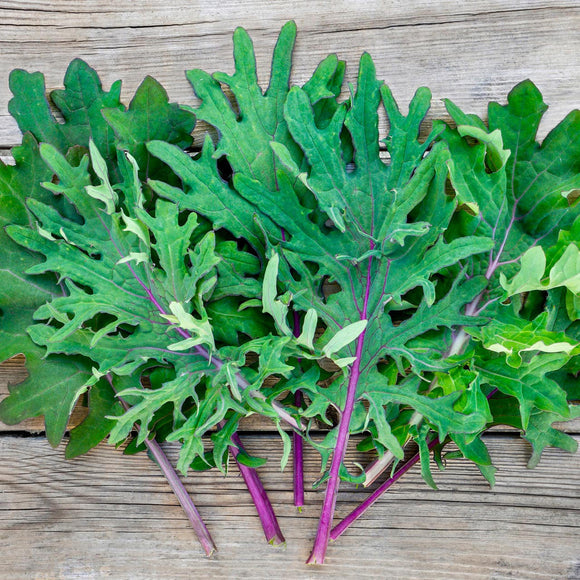 Organic Red Russian Kale - BUNCH