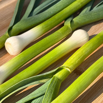 Organic Spring Garlic - BUNDLE