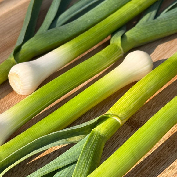 Organic Spring Garlic - BUNDLE