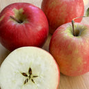 Organic Swiss Gourmet Apple - EACH-1