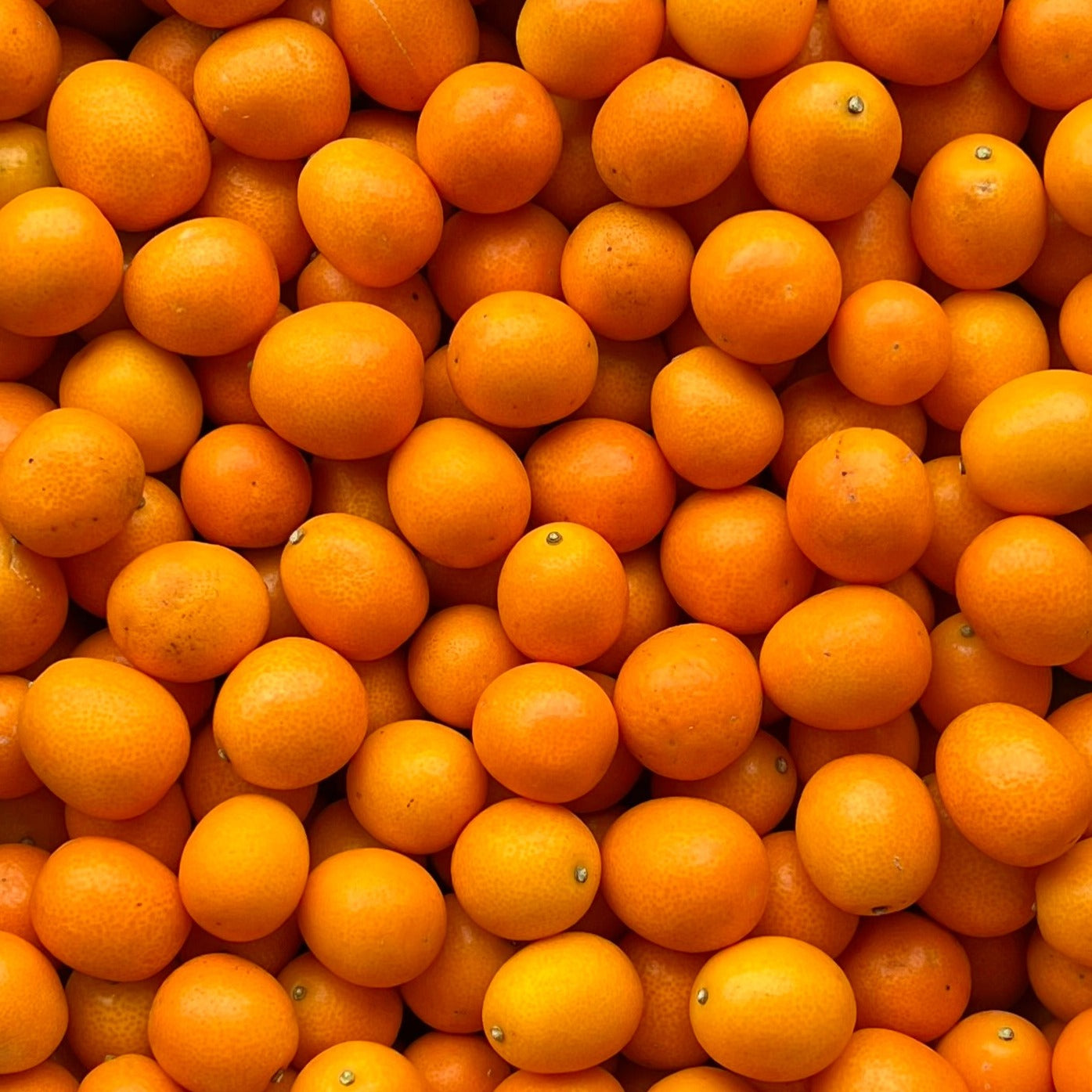 Organic Meiwa Kumquats - 1 LB