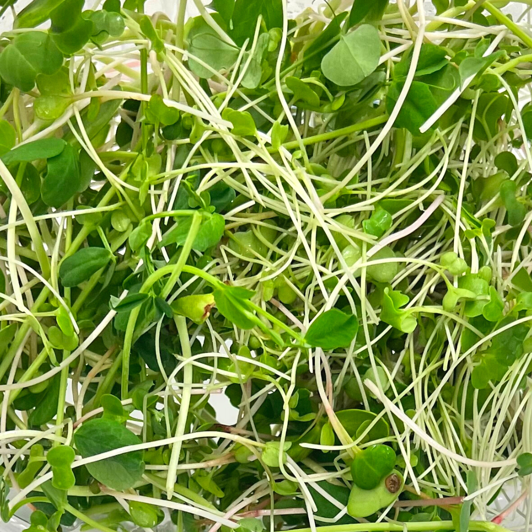 Local Salad Sampler Microgreens