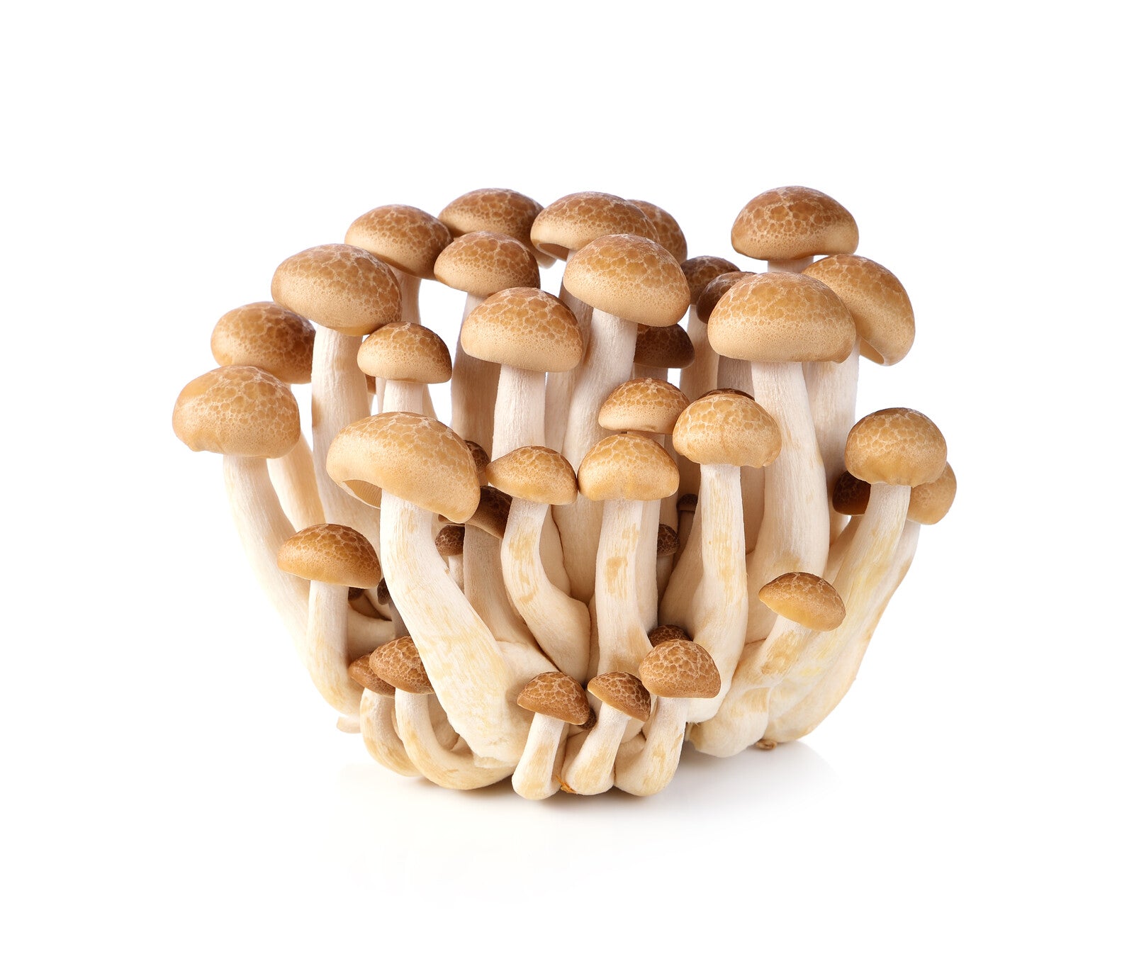 Organic Brown Beech Mushrooms - 1/2 LB