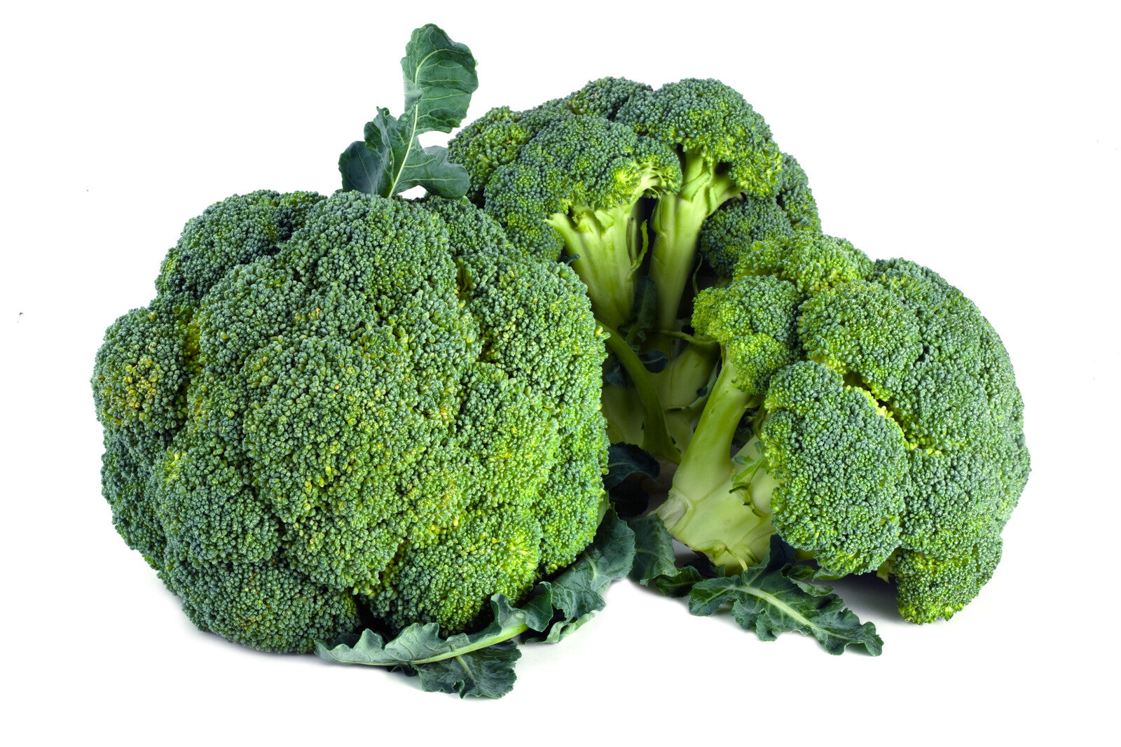 Organic Broccoli - BUNDLE