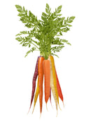 Organic Rainbow Carrots - BUNCH-2