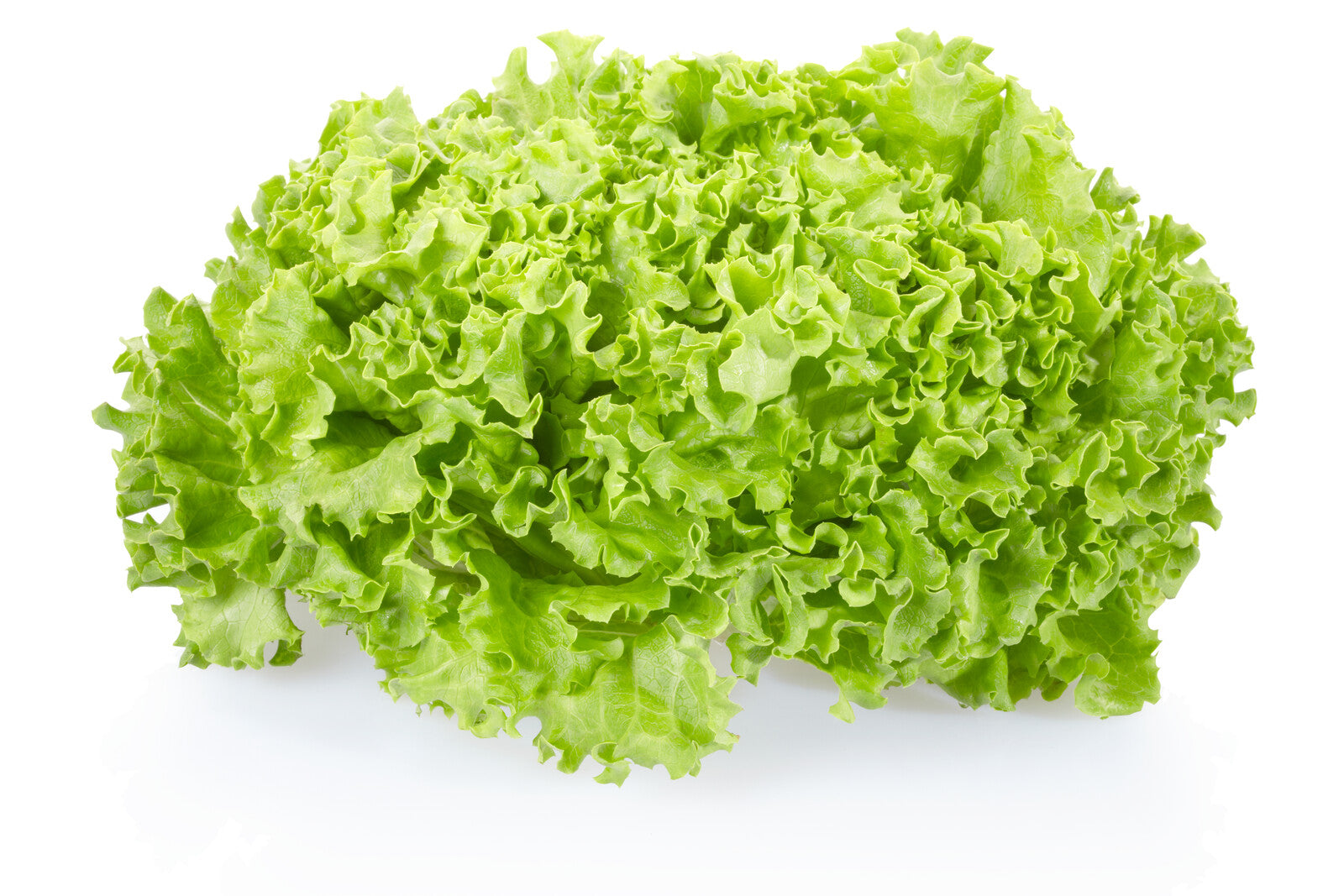 Organic Green Leaf Lettuce, head